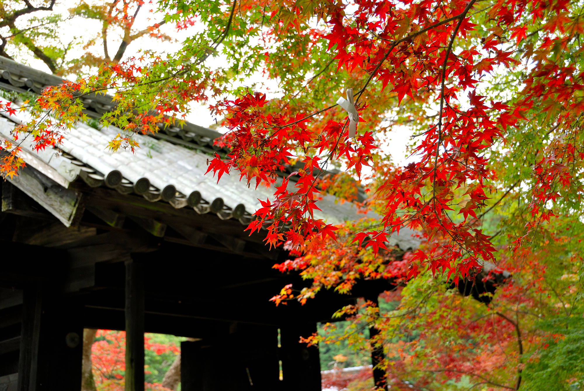秋月の紅葉 – 秋月城 紅葉 見ごろ | 秋月城跡の紅葉情報【2023】 – EZLM